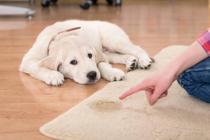 tenancy cleaning carpet cleaning